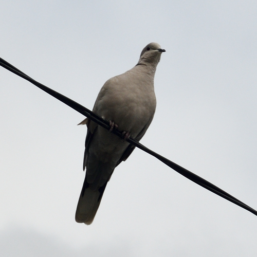 Eurasian Collared-Dove