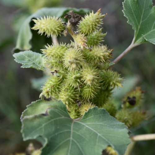 common cocklebur