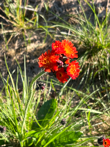 orange hawkweed