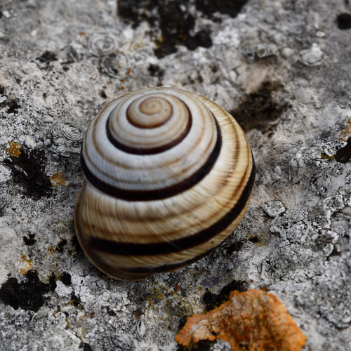 Vineyard Snail