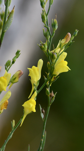 Broomleaf Toadflax