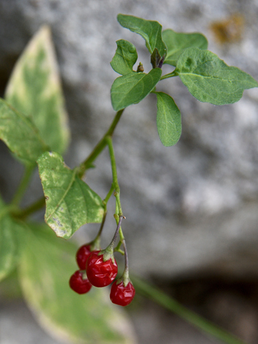 bittersweet nightshade