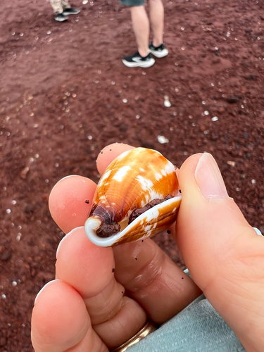 Conus brunneus observed 2026-09-14
