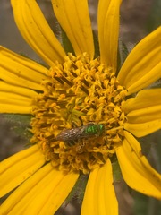 Agapostemon virescens