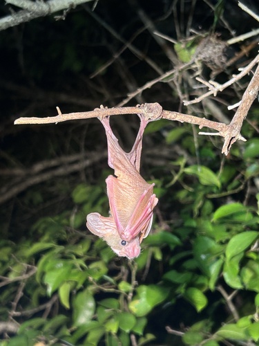 Heart-nosed bat