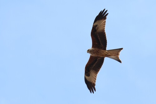 Red Kite