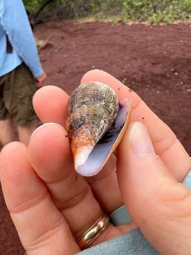 Conus purpurascens observed 2026-09-14