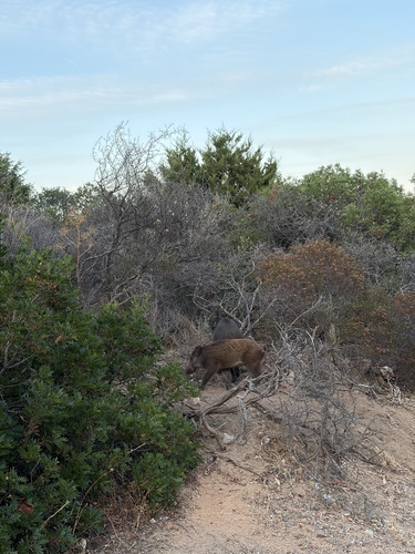 Wild Boar
