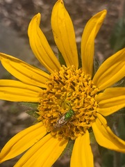 Agapostemon virescens