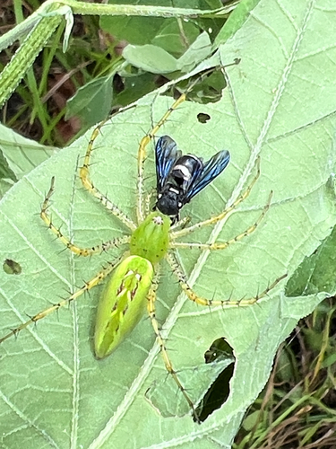 Green Lynx Spider