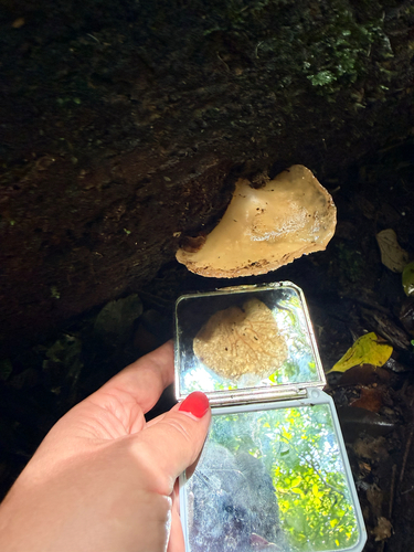 Auricularia delicata observed 2026-09-12