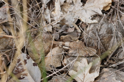 Blue-winged Grasshopper