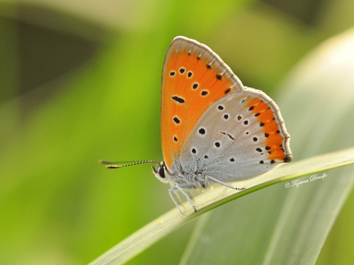 Large Copper