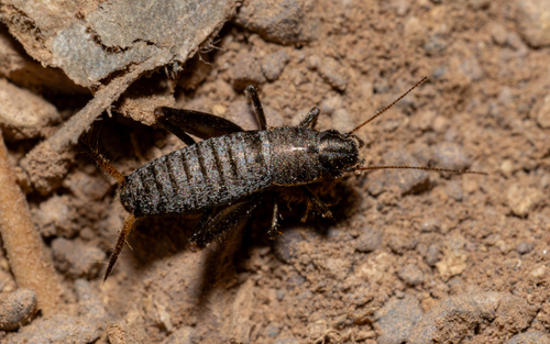 Ortin's Scale-cricket