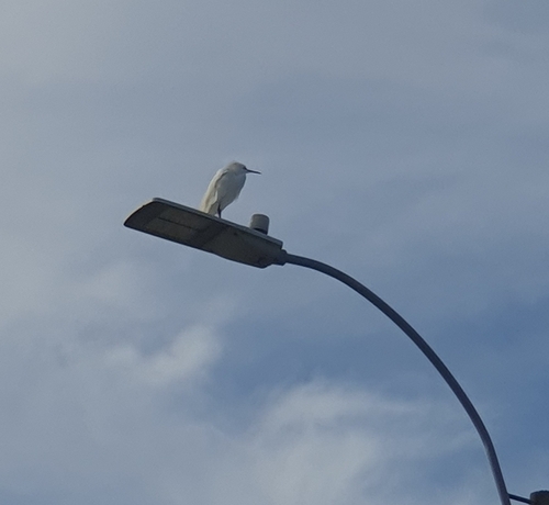 Snowy Egret