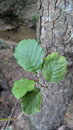 common alder
