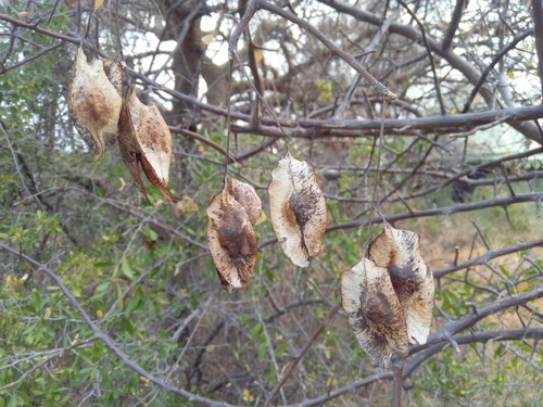 Purplepod clusterleaf