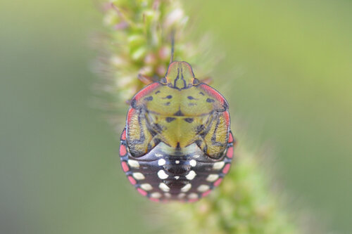Southern Green Stink Bug
