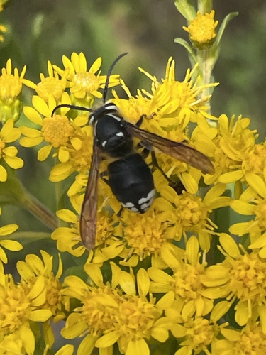 Bald-faced Hornet