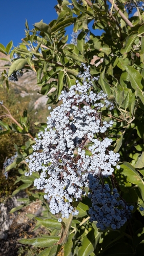 iNaturalist observation photo of blue elder