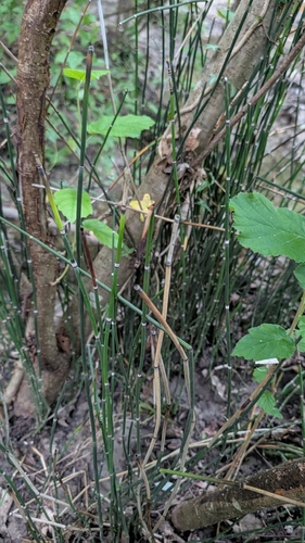 rough horsetail