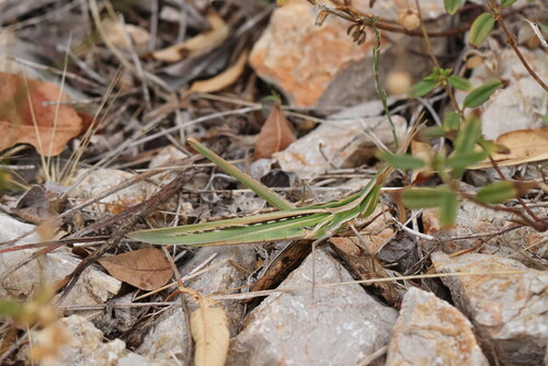 Mediterranean Slant-faced Grasshopper
