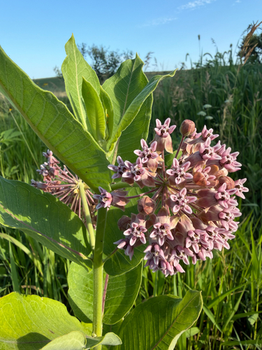common milkweed