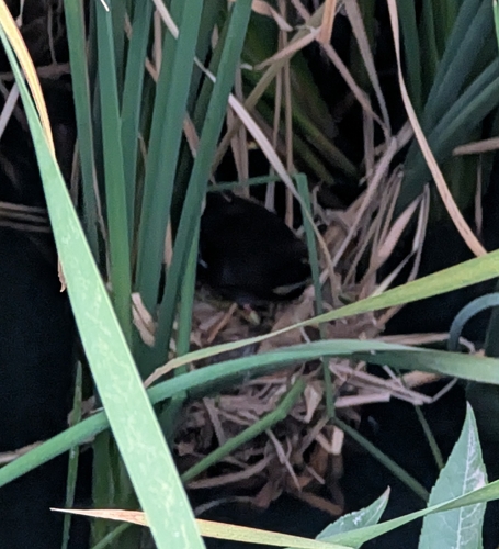 Eurasian Moorhen