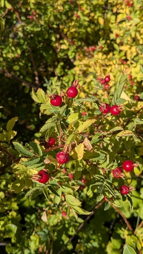 iNaturalist observation photo of Woods' rose
