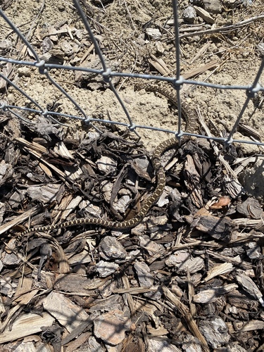 Gopher Snake