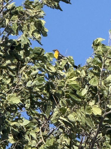 Yellow-headed Blackbird