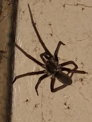 Kukulcania hibernalis