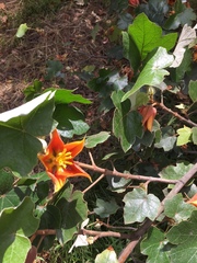 ×chiranthofremontia lenzii