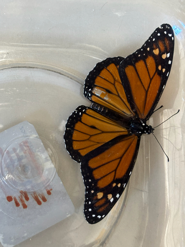 Monarch