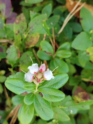 Lingonberry