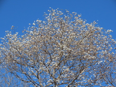 Cordia glabrata