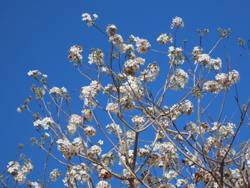 Cordia glabrata, photograph 2
