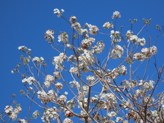 Cordia glabrata, photograph (c) Nicolas Olejnik, some rights reserved (CC BY)