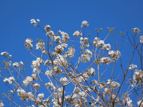 Cordia glabrata, photograph 3