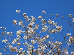 Cordia glabrata, photograph (c) Nicolas Olejnik, some rights reserved (CC BY)