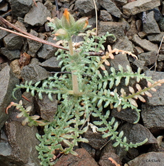Mentzelia lindleyi
