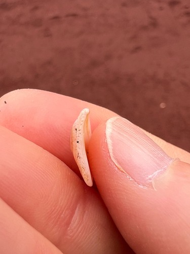 Hipponix grayanus observed 2026-09-14