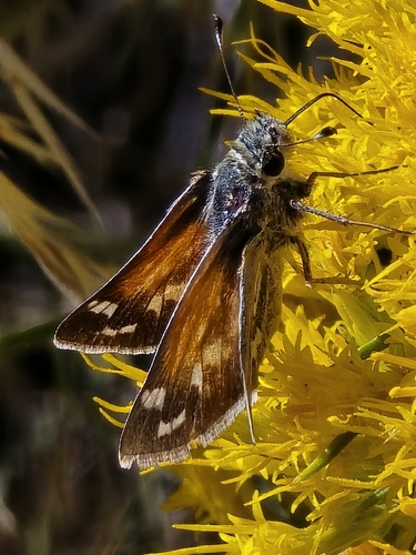 Juba Skipper