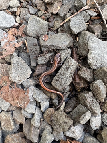 Eastern Red-backed Salamander