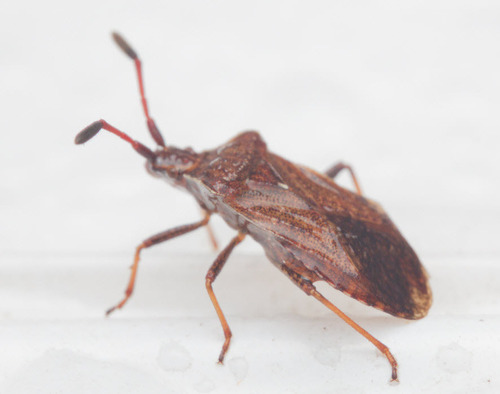 Ulmicola spinipes