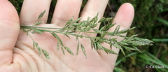 Poa secunda secunda