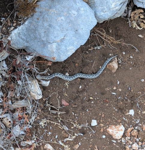 Long-nosed Viper