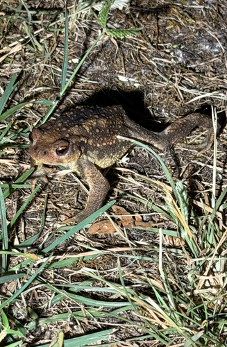 Spiny Toad
