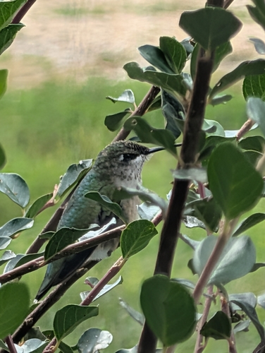 Ruby-throated Hummingbird