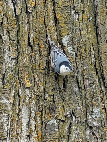 White-breasted Nuthatch